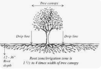 tree health experts | kansas city | paul weaver | 9139338733