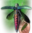 tree health experts | kansas city | paul weaver | 9139338733