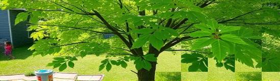 tree health experts | kansas city | paul weaver | 9139338733