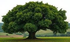tree health experts | kansas city | paul weaver | 9139338733