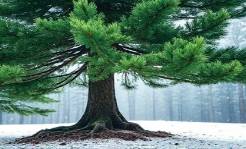 tree health experts | kansas city | paul weaver | 9139338733